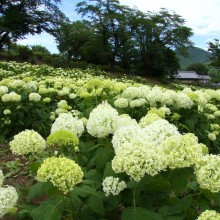 長瀞花の里アジサイ