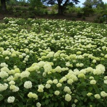 長瀞花の里アジサイ