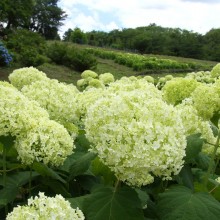 長瀞花の里アジサイ