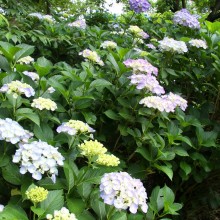 長瀞花の里アジサイ