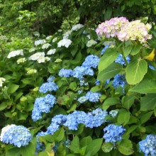 長瀞花の里アジサイ