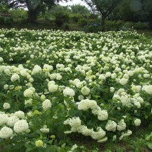 花の里 アジサイ