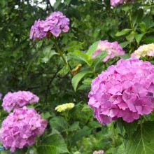 花の里 アジサイ