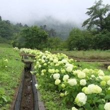 花の里 アジサイ