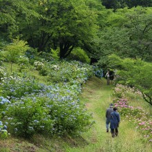 美の山アジサイ