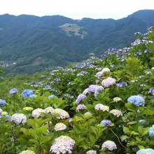 美の山アジサイ