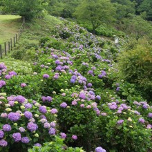 美の山アジサイ