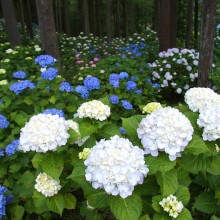 金沢浦山アジサイ