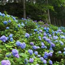 金沢浦山アジサイ