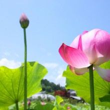 荒川花ハス園