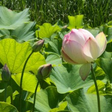 荒川花ハス園