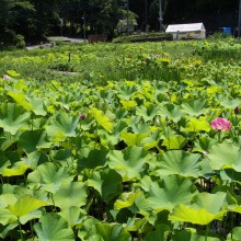 荒川花ハス園