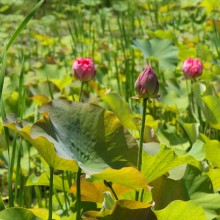 荒川花ハス園