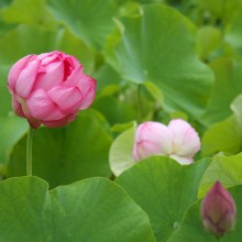 荒川日野花ハス園