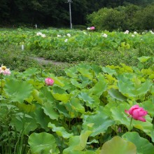 荒川日野花ハス園