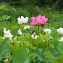 荒川日野花ハス園