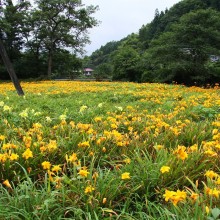 出牛ヘメロカリス