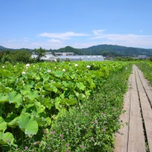 荒川花ハス園