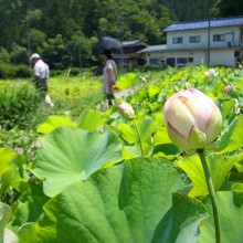 荒川花ハス園