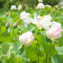 荒川日野花ハス園