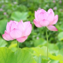 荒川日野花ハス園