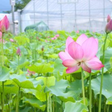 荒川日野花ハス園