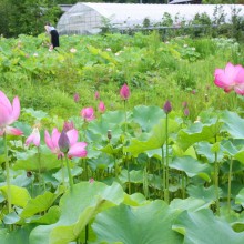 荒川日野花ハス園