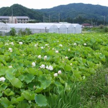 荒川日野花ハス園