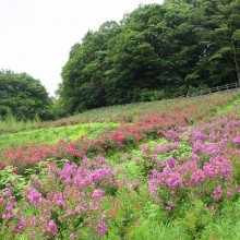 秩父ミューズパーク_サルスベリ