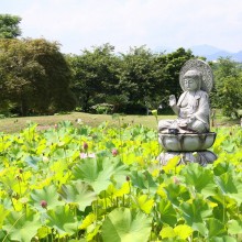 宗福寺花ハス