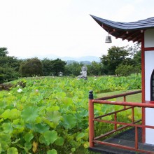 宗福寺花ハス