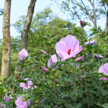 ムクゲ自然公園