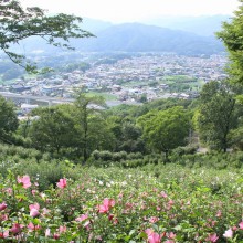 ムクゲ自然公園