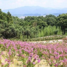 秩父ミューズパーク_サルスベリ