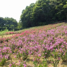 秩父ミューズパーク_サルスベリ