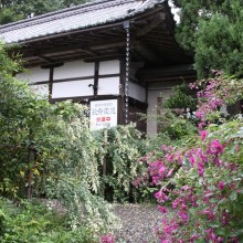 秋の七草寺_萩