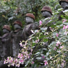 秋の七草寺_萩