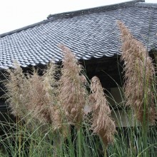 秋の七草寺_尾花