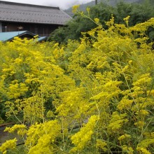 秋の七草寺_女郎花