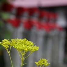 秋の七草寺_女郎花