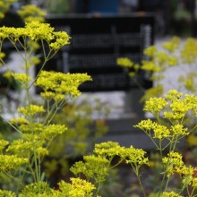 秋の七草寺_女郎花