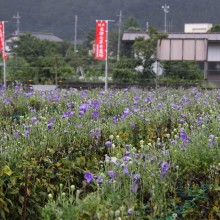 秋の七草寺_桔梗