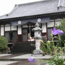 秋の七草寺_桔梗