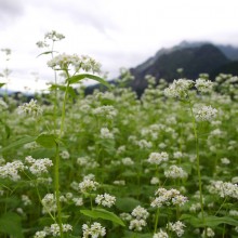 荒川 花見の里ちちぶ そばの花