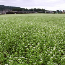 荒川 花見の里ちちぶ そばの花