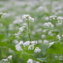 荒川 花見の里ちちぶ そばの花