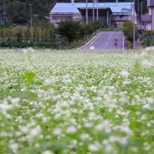 荒川 花見の里ちちぶ そばの花