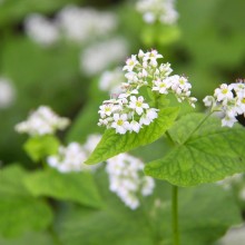 荒川 花見の里ちちぶ そばの花