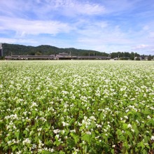 荒川 花見の里ちちぶ そばの花