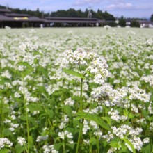 荒川 花見の里ちちぶ そばの花